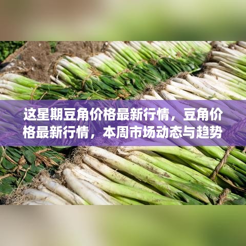 本周豆角价格最新行情及市场动态趋势分析